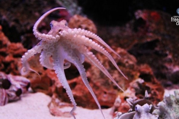 Kraken 24 at